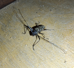 Macropophora accentifer