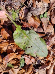Pulmonaria obscura