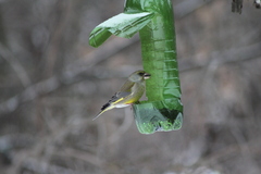 Chloris chloris