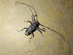 Macropophora accentifer