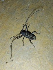 Macropophora accentifer