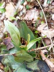 Ophrys sphegodes