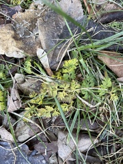 Chaerophyllum procumbens