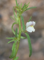 Misopates calycinum