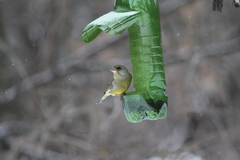 Chloris chloris