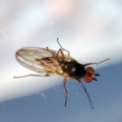 Heteromyza