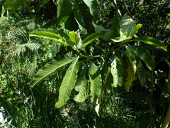 Solanum oblongifolium