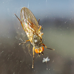 Heteromyza