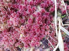 Sphagnum rubellum