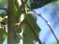 Solanum oblongifolium