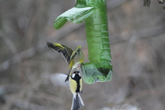 Chloris chloris