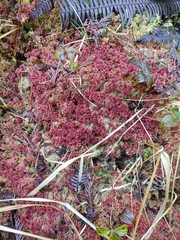 Sphagnum rubellum