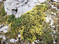 Teucrium montanum