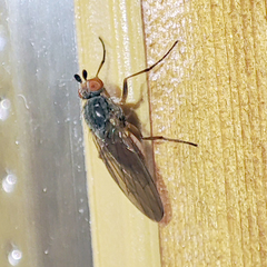 Heteromyza