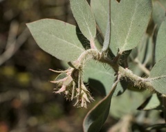 Arctostaphylos nortensis