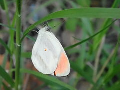 Colotis euippe