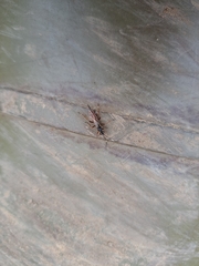 Ichneumon sarcitorius