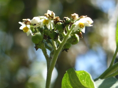 Solanum oblongifolium