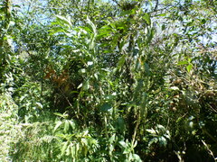 Solanum oblongifolium
