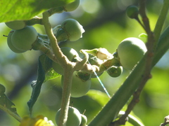 Solanum oblongifolium