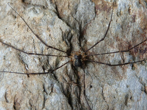 Dicranopalpus gallaecicus