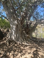 Ficus petiolaris palmeri