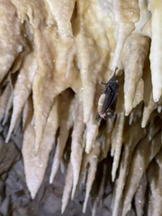 Chilonatalus micropus