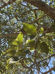 Ficus petiolaris palmeri