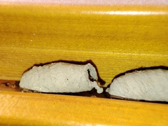 Sceliphron curvatum
