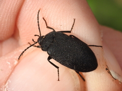 Penthe pimelia