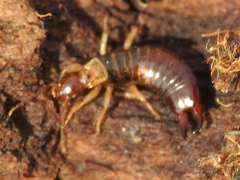 Euborellia annulipes