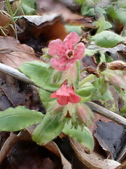 Pulmonaria rubra