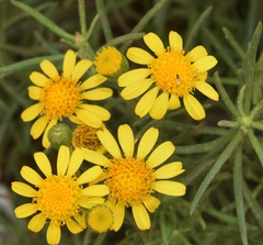 Senecio nevadensis malacitanus