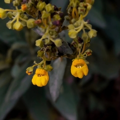 Calceolaria integrifolia