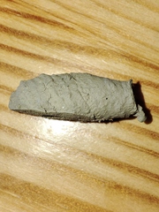 Sceliphron curvatum