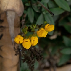 Calceolaria integrifolia
