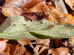 Pulmonaria obscura