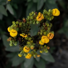 Calceolaria integrifolia