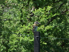 Nystalus maculatus