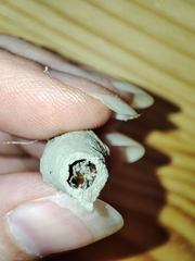 Sceliphron curvatum