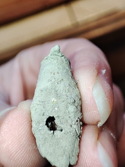 Sceliphron curvatum