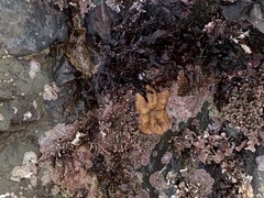 Leptasterias hexactis