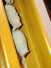 Sceliphron curvatum
