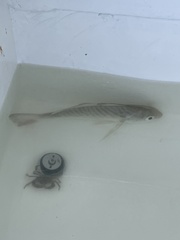 Leiostomus xanthurus