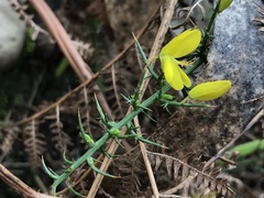 Ulex parviflorus
