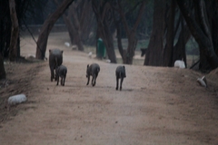 Sus scrofa cristatus