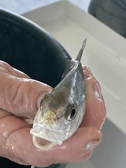 Leiostomus xanthurus