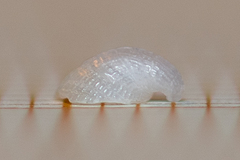 Capulus ungaricus