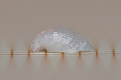 Capulus ungaricus