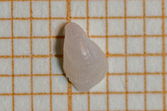 Capulus ungaricus